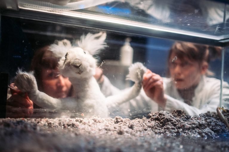 sukupuuttoparatiisi-janis2-qkkd54esl5wu98j15jyh21ctsvqe5cc9znqntvxgbw